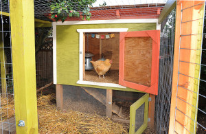 Backyard chicken zone - chicken coop 2