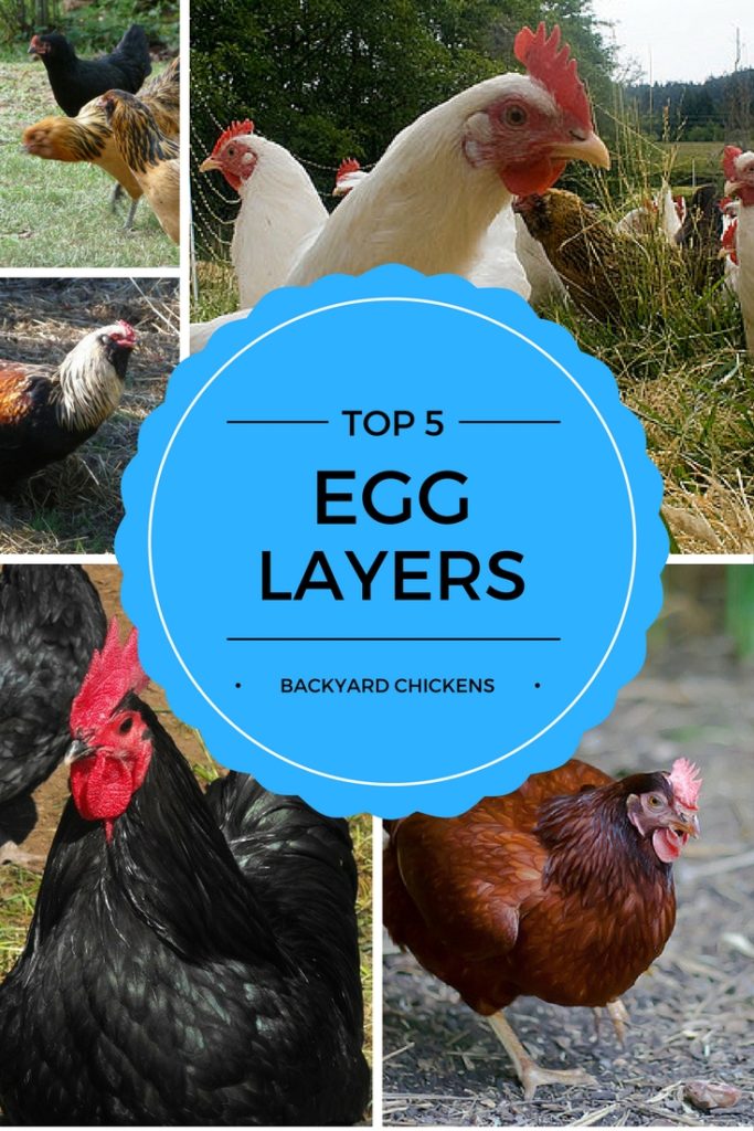 Top 5 Best Egg Laying Chickens Backyard Chicken Zone