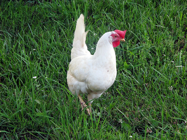 Top 5 Best Egg Laying Chickens Backyard Chicken Zone 